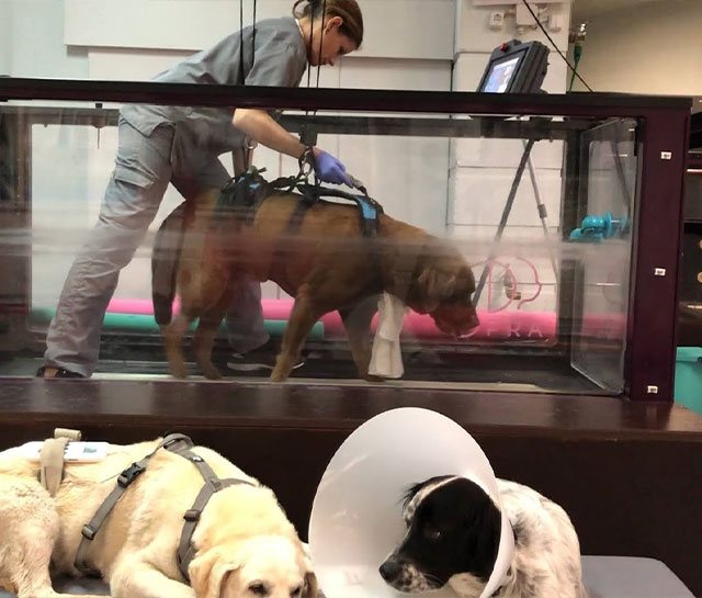 terapia água veterinária