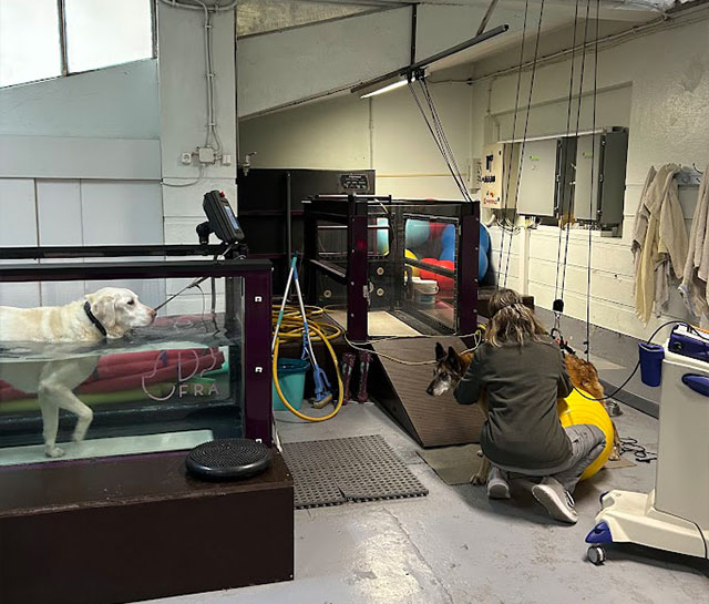 terapia água veterinária