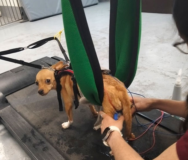 reabilitação veterinária