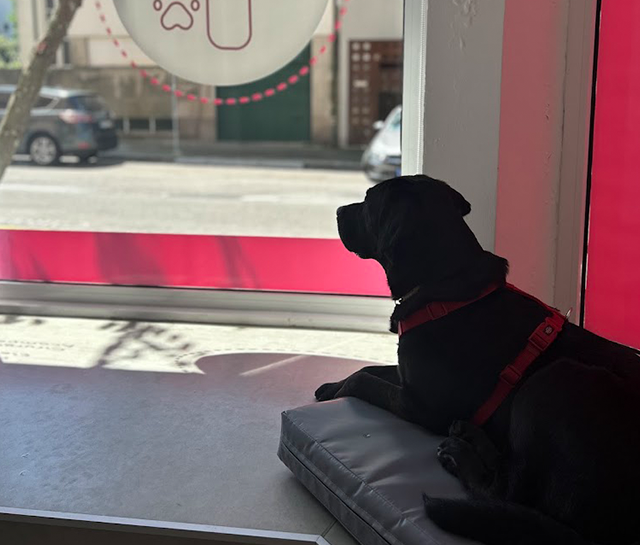 massagens veterinárias