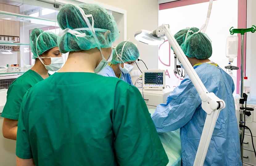 cirurgias veterinárias