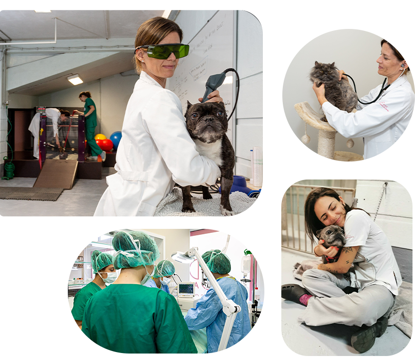 clínica veterinária ARF