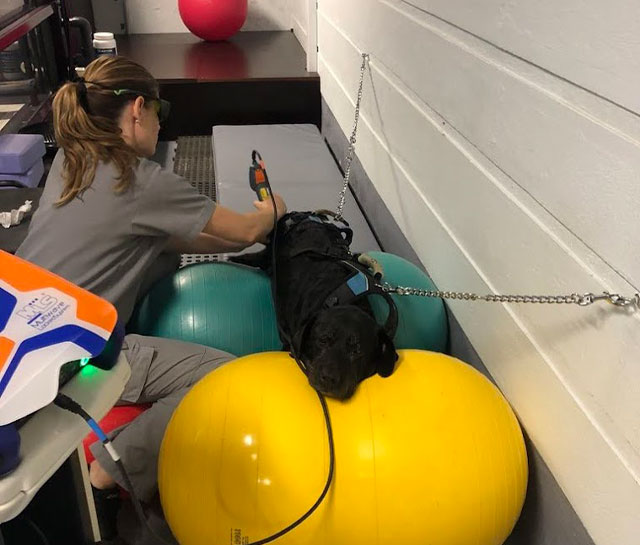 infravermelhos veterinário