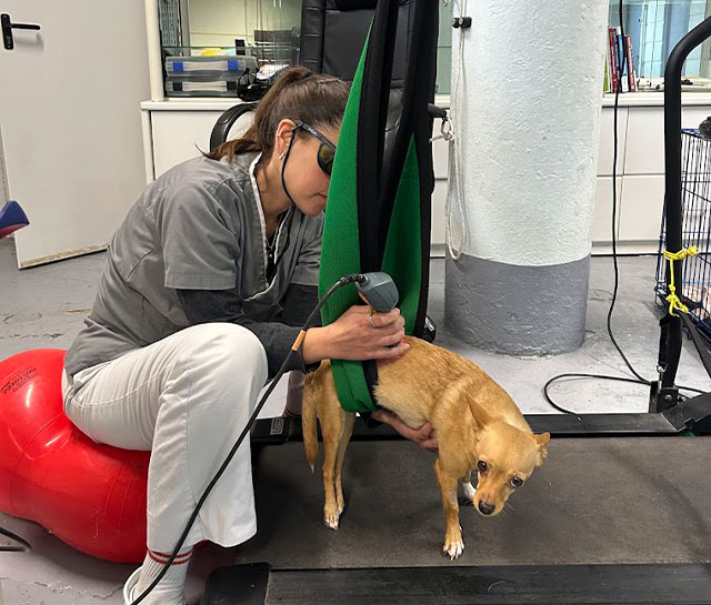 infravermelhos veterinário