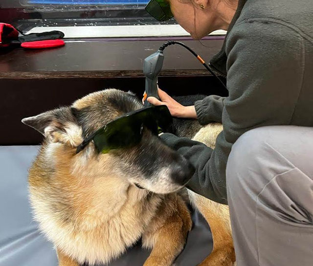 infravermelhos veterinário