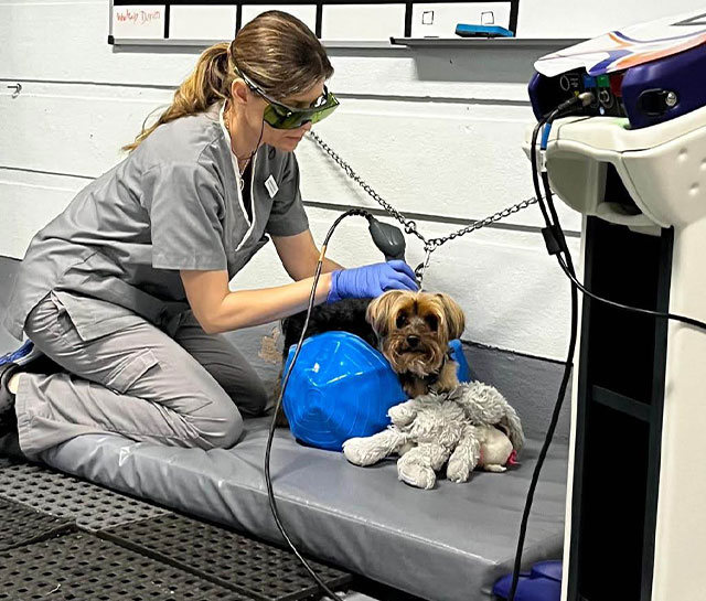 infravermelhos veterinário