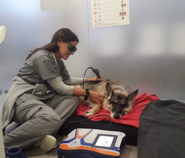 laserterapia animal