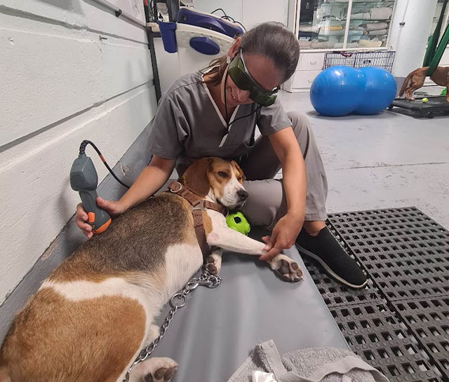 laserterapia animal