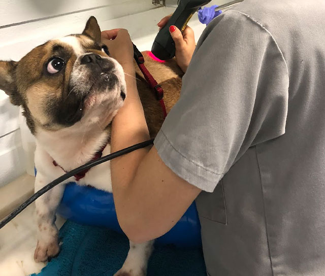 laserterapia animal
