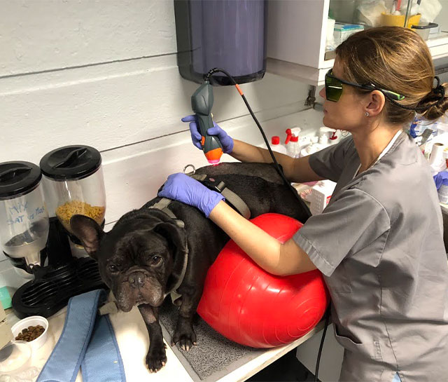 infravermelhos veterinário