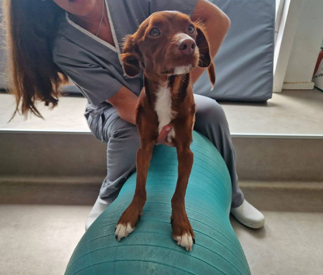 cinesioterapia animal