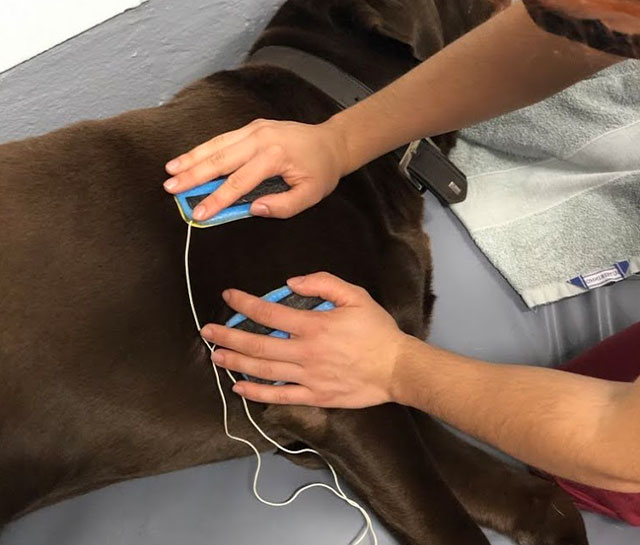 Estimulação Elétrica Animal