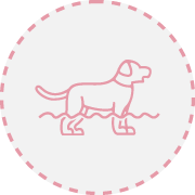 hidroterapia Fisiatria e Reabilitação Animal