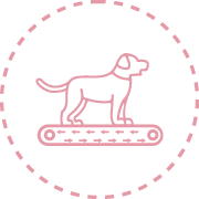 passadeira terrestre Fisiatria e Reabilitação Animal