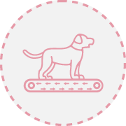 passadeira terrestre Fisiatria e Reabilitação Animal