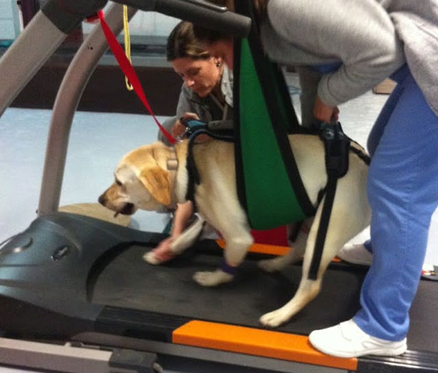 passadeira terrestre veterinária