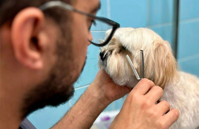 Daniel Moreira Lobato