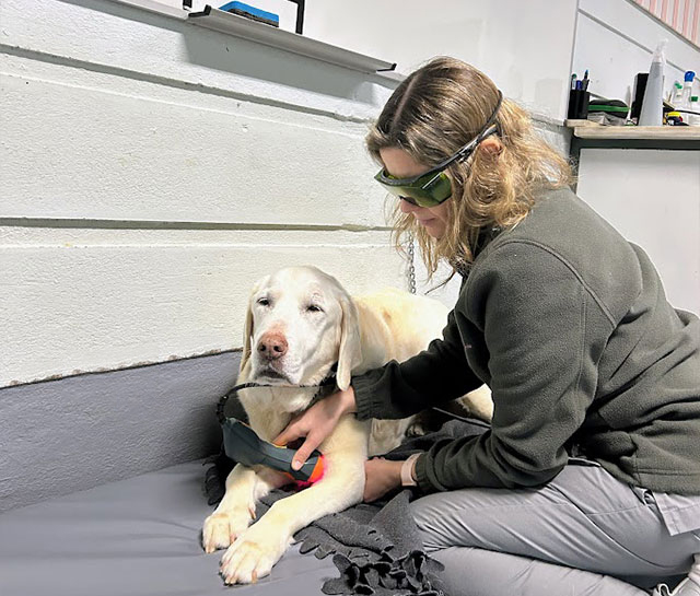 clínica veterinária ARF